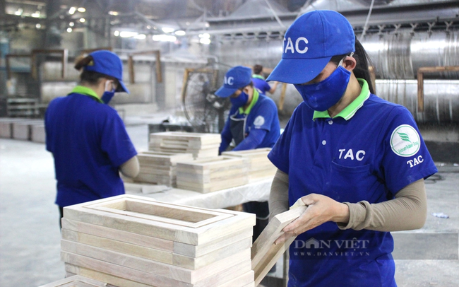 Xanh hóa “vàng trắng” Việt Nam: Ngành gỗ cao su tìm cơ hội cạnh tranh (Bài 2)